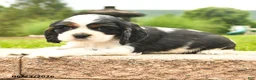 Cocker Spaniel dogs for sale: Lady - Ad 3