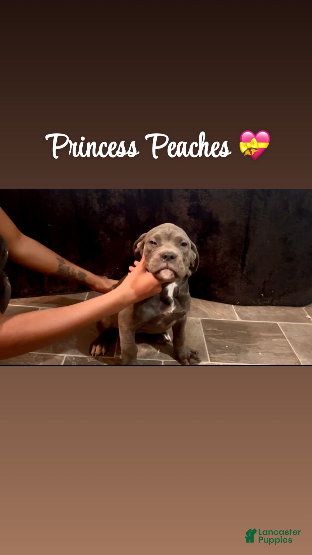Cane Corso dogs PRINCESS PEACHES 💝 - Ad 1