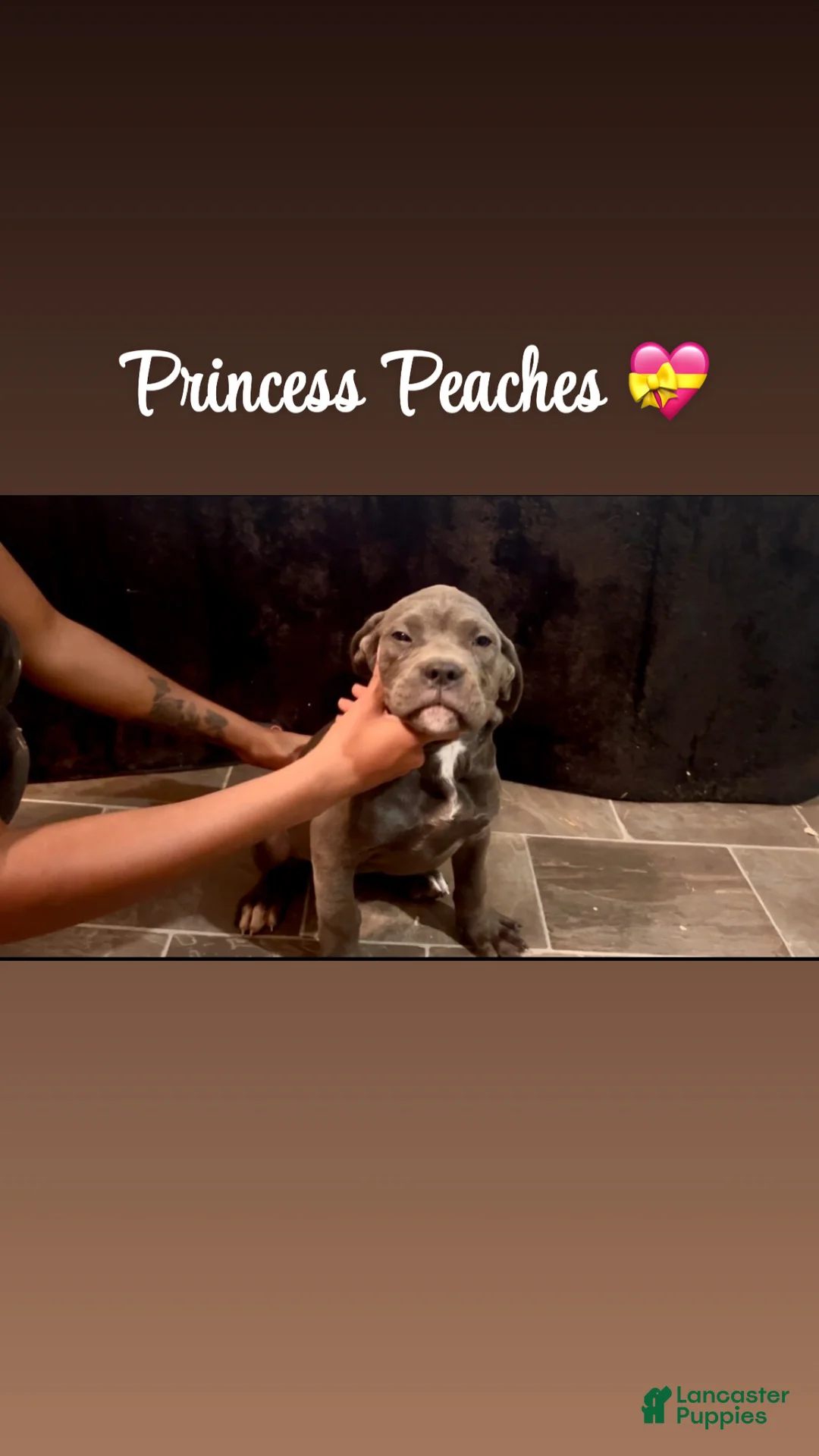 Cane Corso dogs for sale: PRINCESS PEACHES 💝 - Ad 1