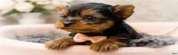 Yorkshire Terrier dogs for sale: Ollie 1.2lbs - Ad 1