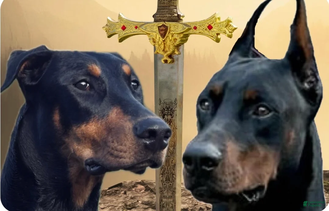 Doberman Pinscher dogs for sale: Doberman Pinscher 1 - Ad 2