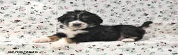 Bernedoodle dogs for sale: Boomer - Ad 1