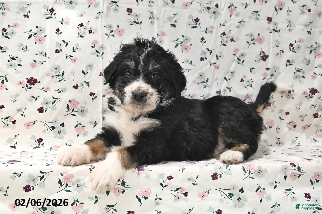 Bernedoodle dogs for sale: Boomer - Ad 1
