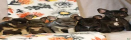 French Bulldog dogs for sale: Caleb  - Ad 4