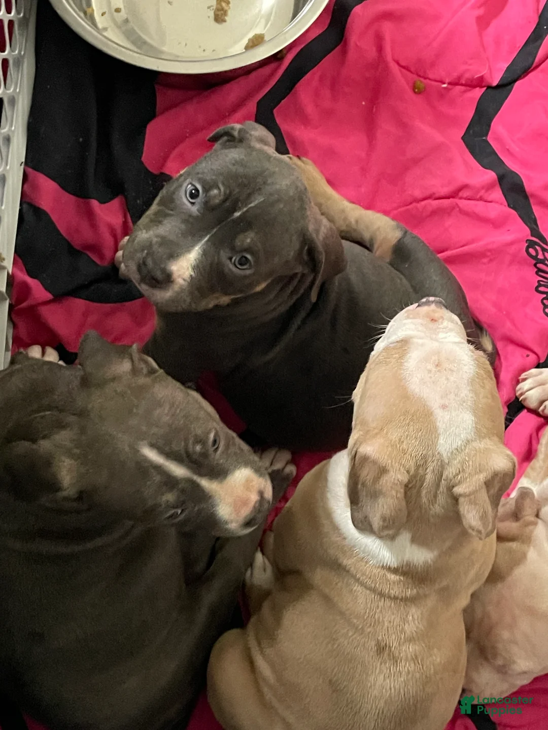 American Bully dogs for sale: Majestic - Ad 2