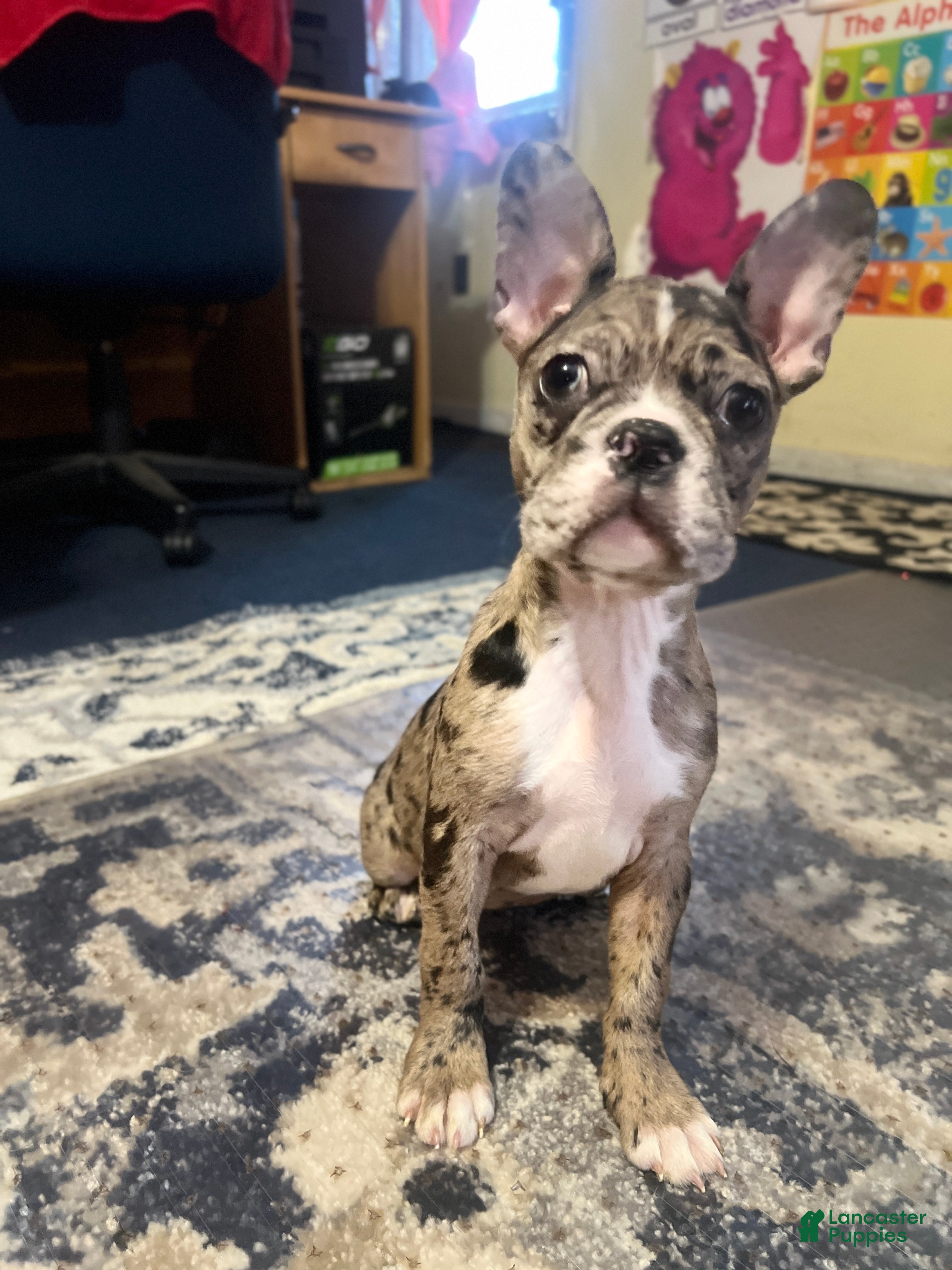 Mixed Breed dogs Pudding - Ad 28