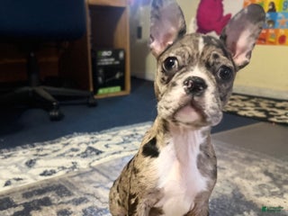 Mixed Breed dogs Pudding - Ad 28