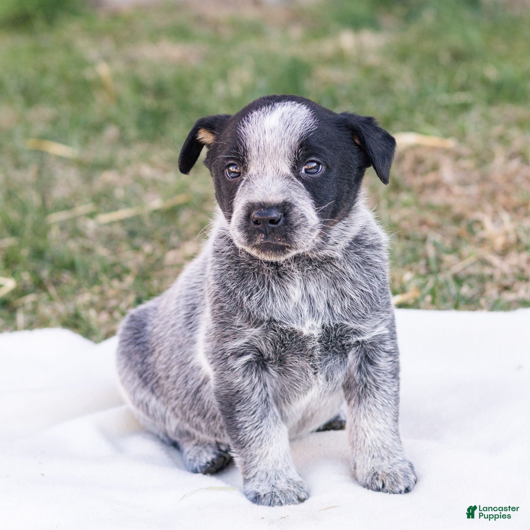 Mixed Breed dogs for sale: Hank  - Ad 1