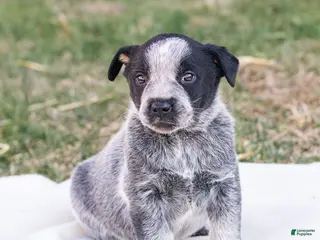 Mixed Breed dogs Hank - Ad 28