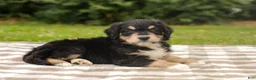 Aussiedoodle dogs for sale: Duke Standard Sized - Ad 4