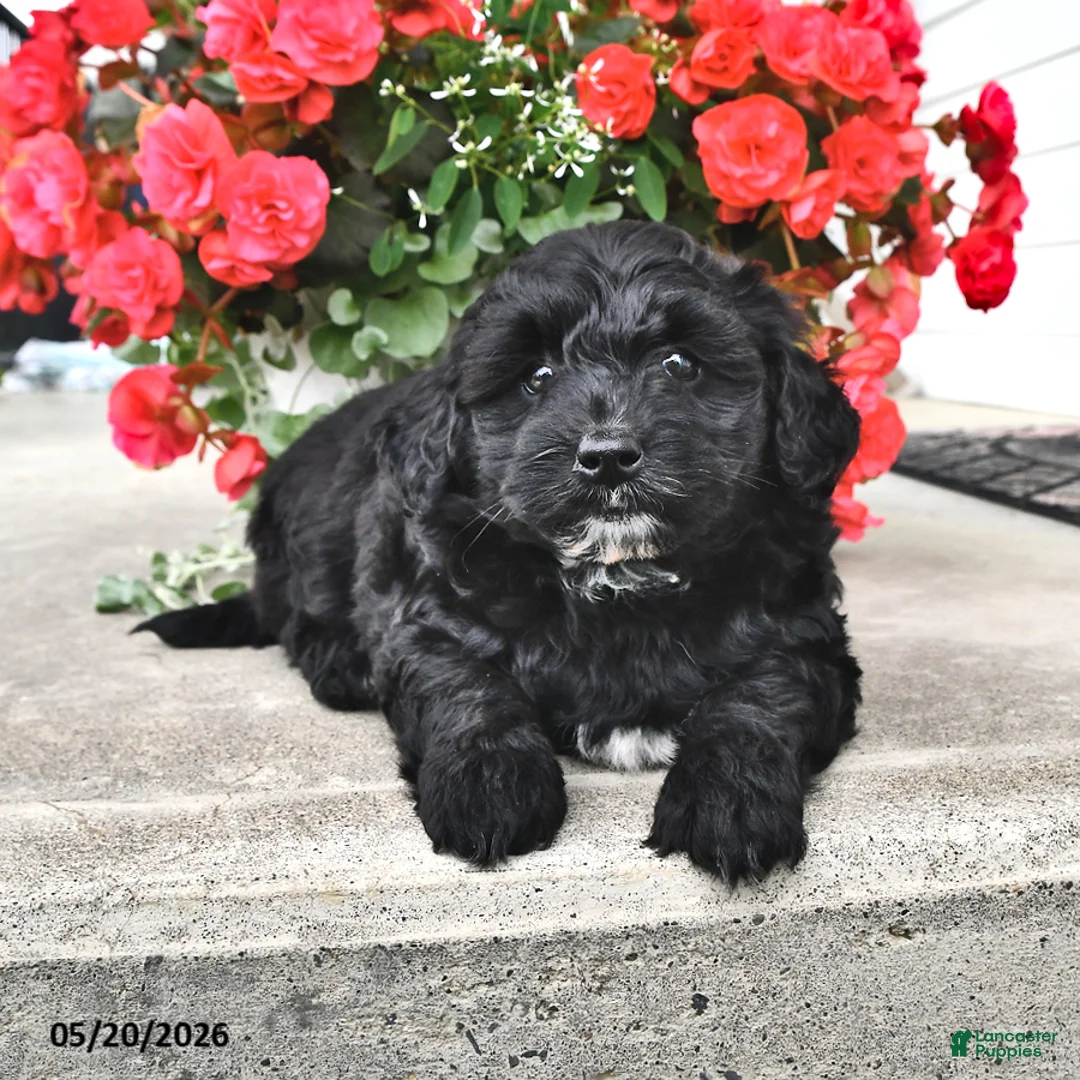Mini Aussiedoodle dogs for sale: Tucker - Ad 2