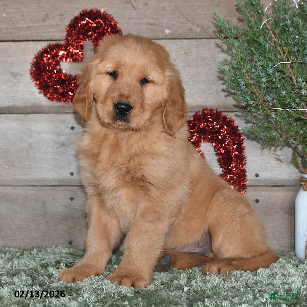 Golden Retriever dogs Alex - Ad 4