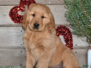 Golden Retriever dogs Alex - Ad 4