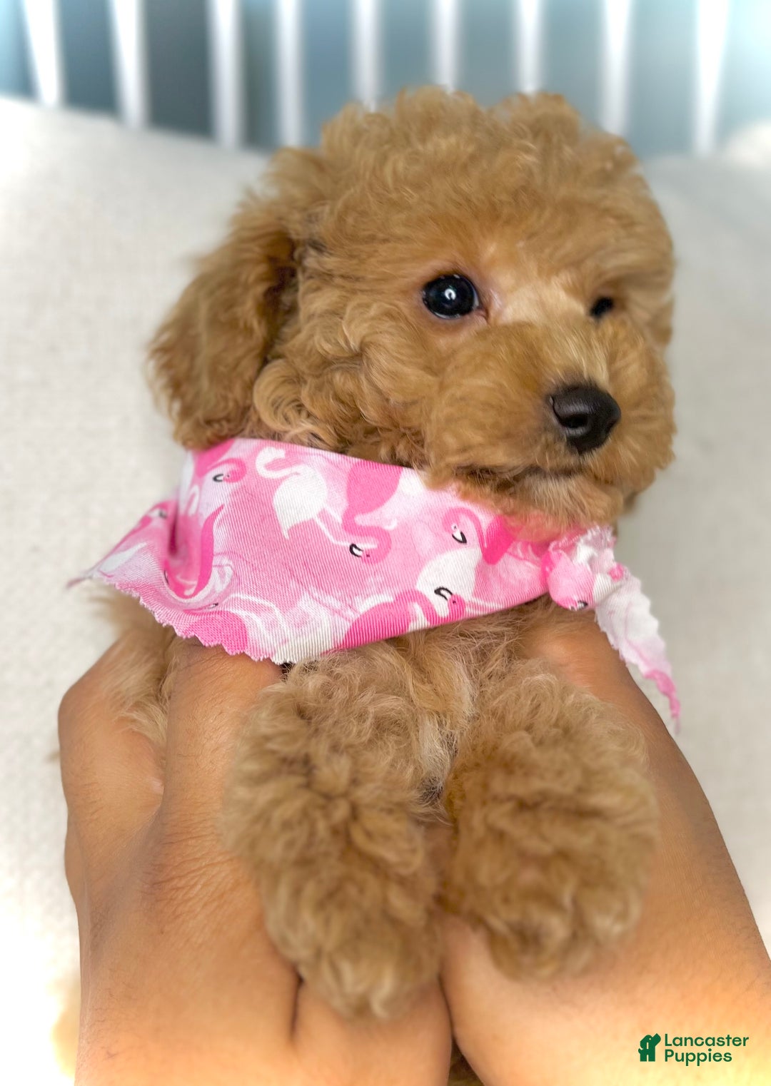 Toy Poodle dogs for sale: Toy Poodle Puppy 2 - Ad 30