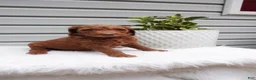 Goldendoodle dogs for sale: Stripes  - Ad 6