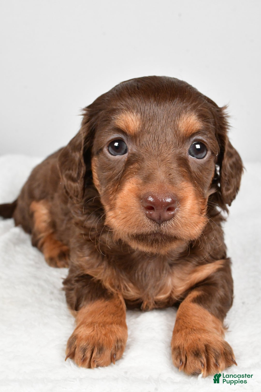 Miniature Dachshund dogs for sale: Callie - Ad 2