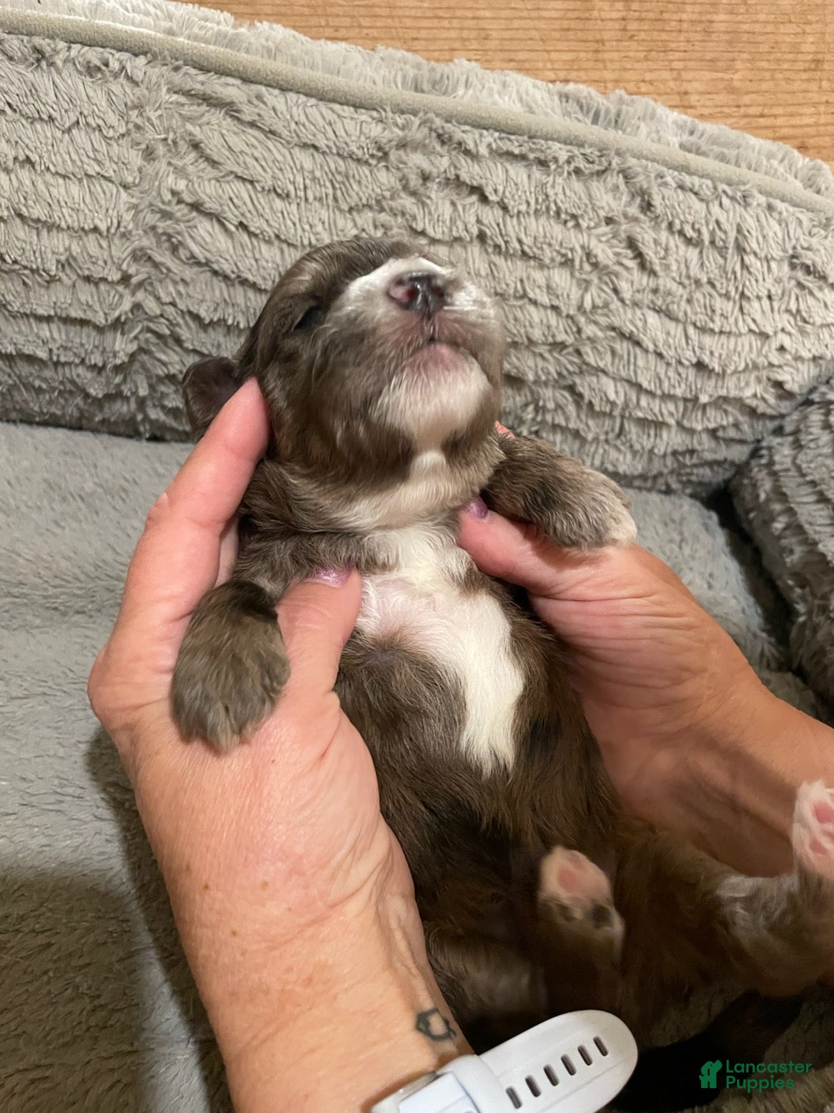 Mini Goldendoodle dogs Boy 1 - Ad 2