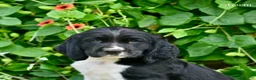 English Springer Spaniel dogs for sale: Storm  - Ad 5