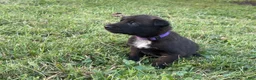 Belgian Malinois dogs for sale: Princess Leia (purple) - Ad 7