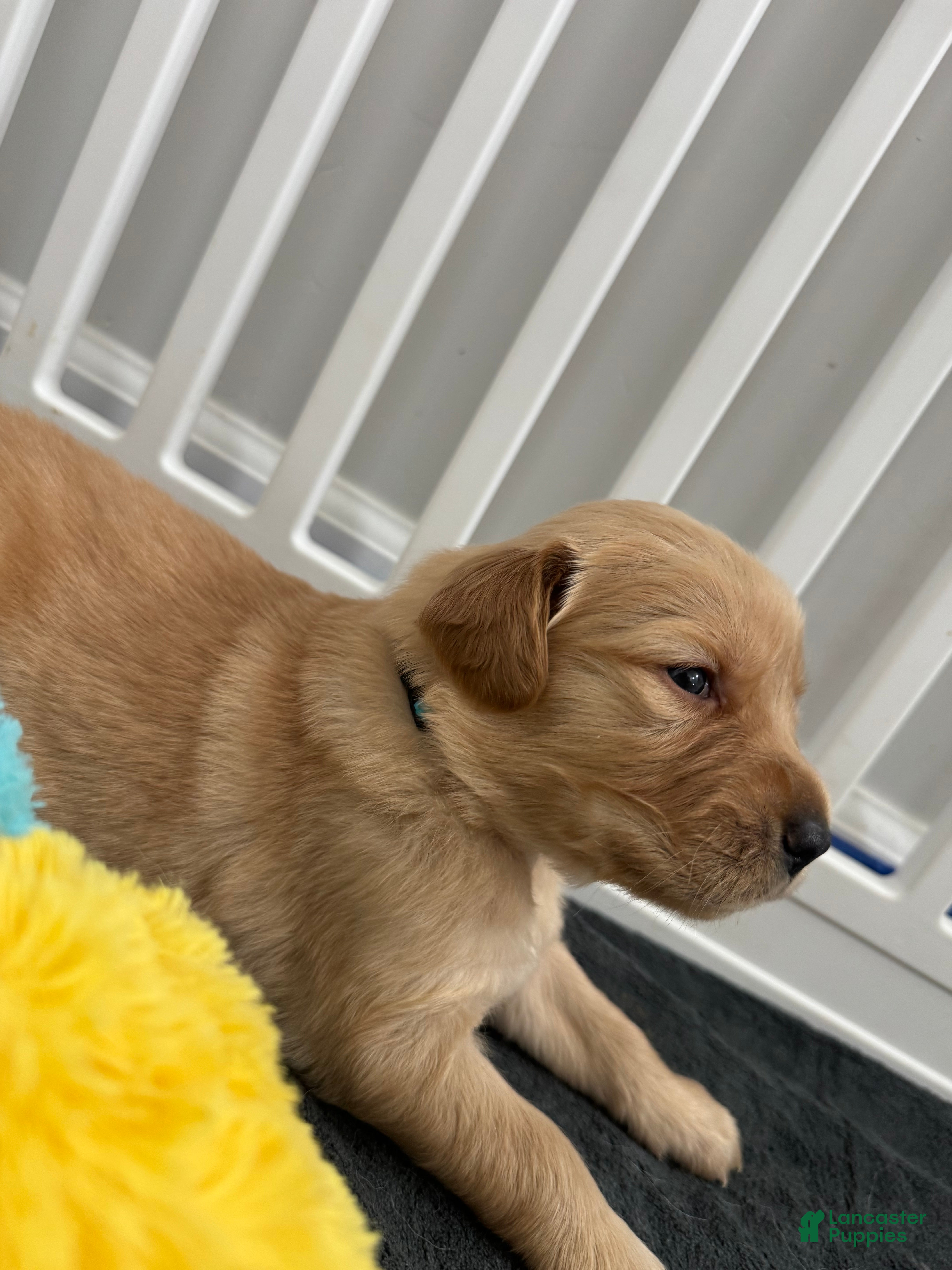 Golden Retriever dogs for sale: Biscuit - Ad 2