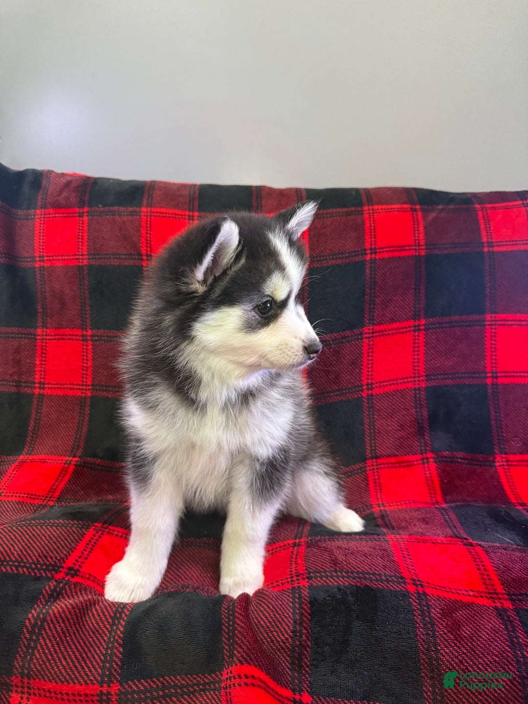 Pomsky dogs for sale: Tiny - Ad 6