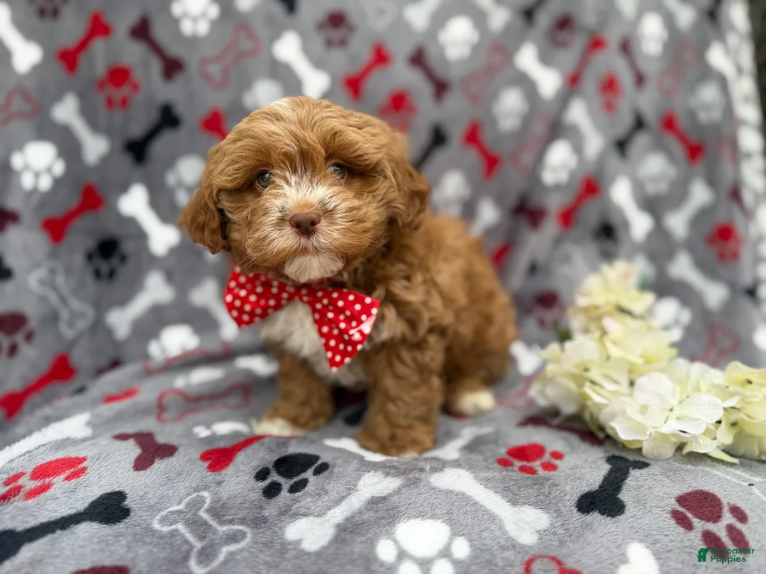 Shihpoo dogs for sale: Canyon - Ad 1