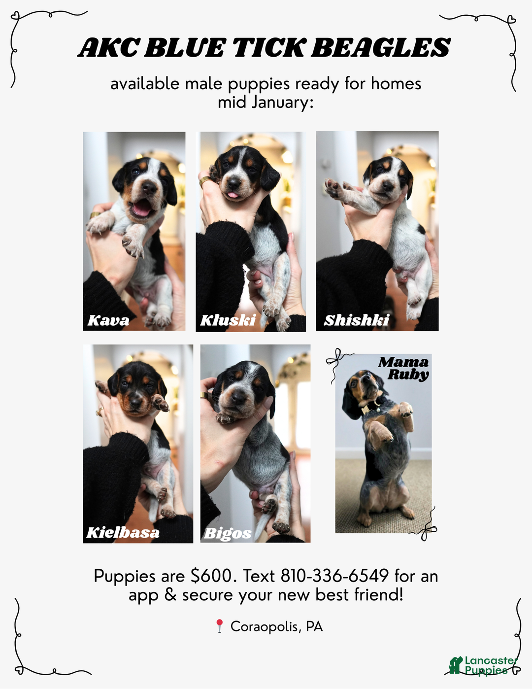 Beagle dogs for sale: Szyszki (shish-ki) - Ad 3