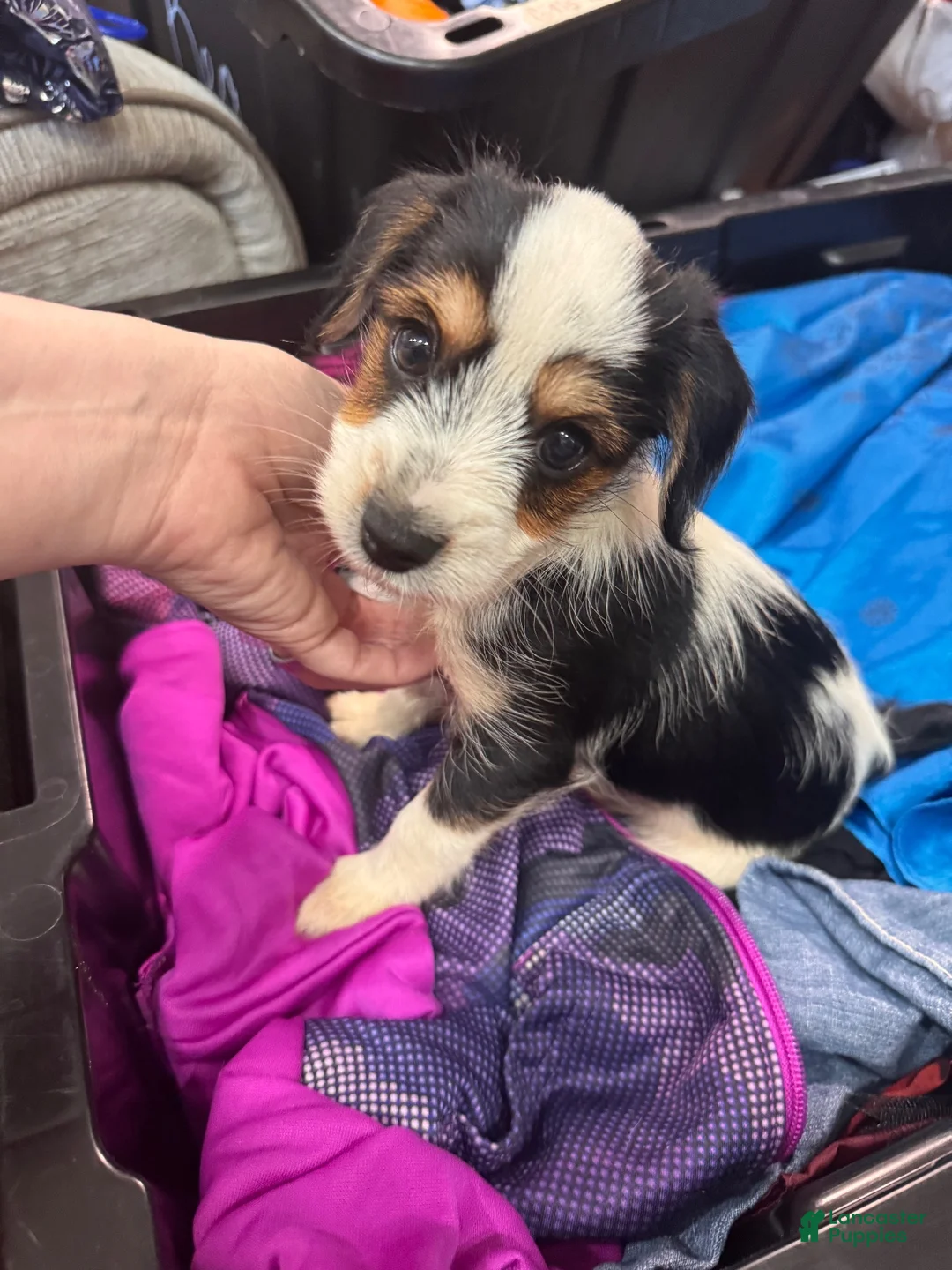 Yorkshire Terrier dogs for sale: Boy 3 - Ad 3