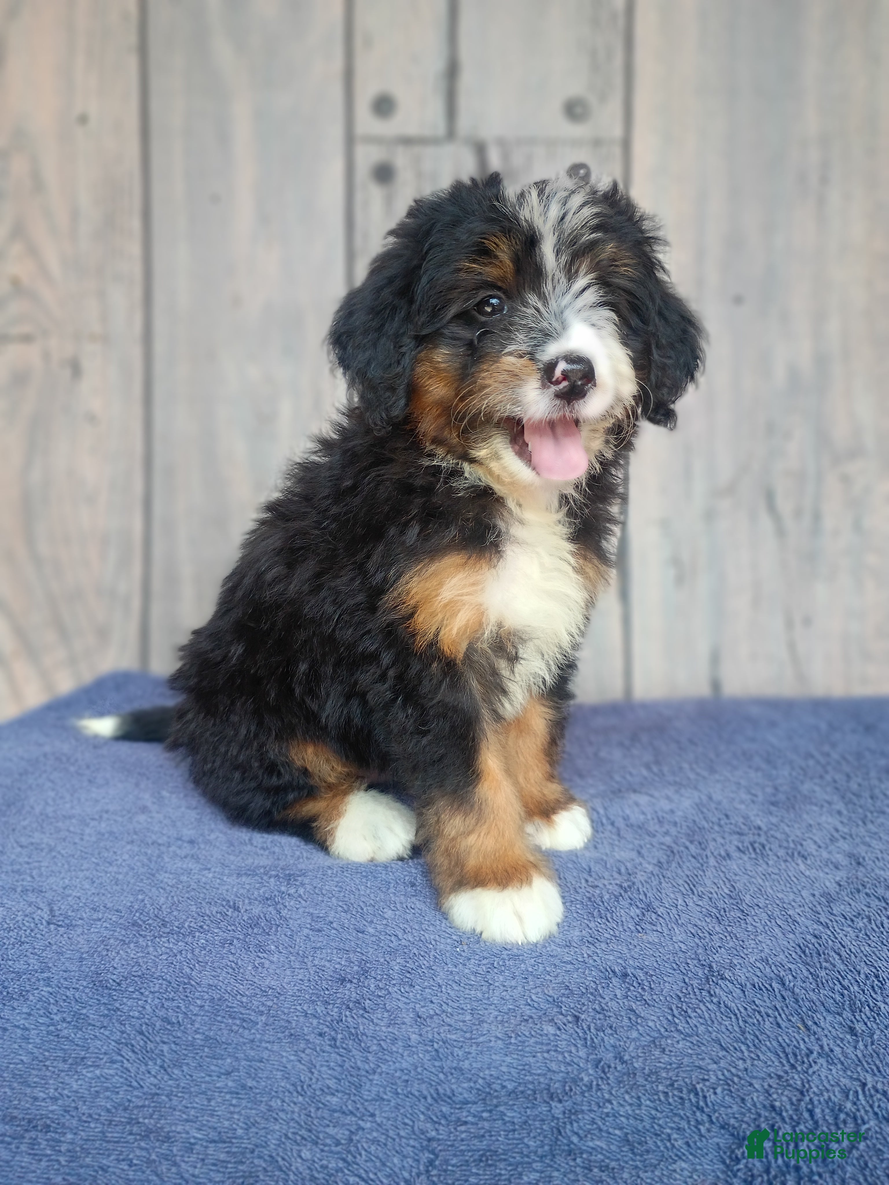 Mini Bernedoodle dogs Lola - Ad 1