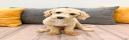 Bichpoo dogs for sale: Roscoe - Ad 6