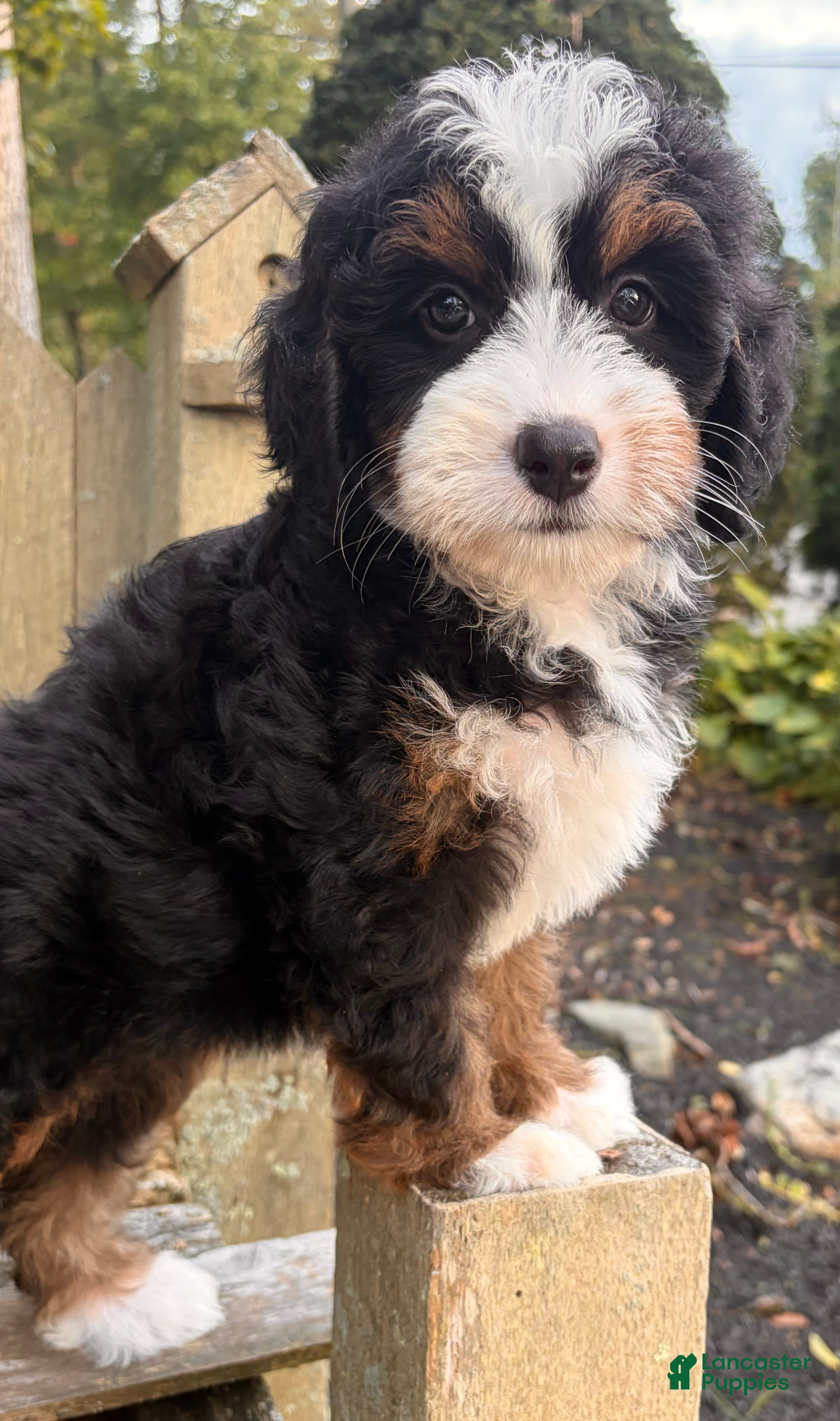 Mini Bernedoodle dogs 🩷IN BOSTON MASSACHUSETTS AREA🩷TRADITIONAL TRI COLOR🩷MINI BERNEDOODLE GIRL🩷 - Ad 2