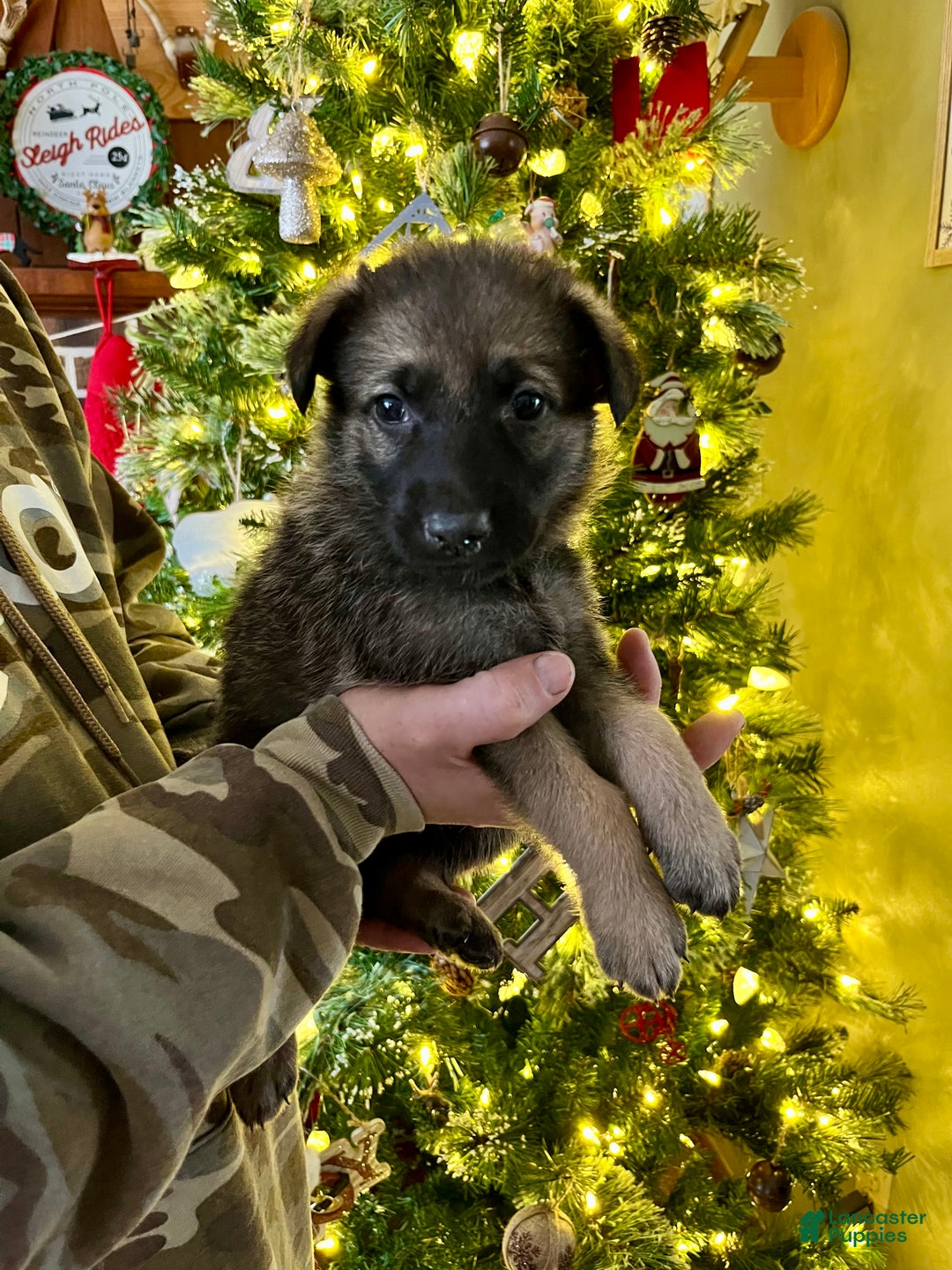 German Shepherd dogs for sale: Vixen - Ad 1