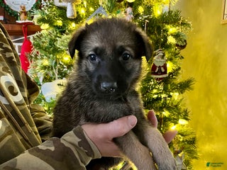 German Shepherd dogs Vixen - Ad 32