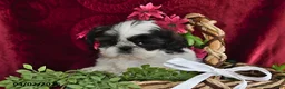 Shih Tzu dogs for sale: Arial - Ad 5