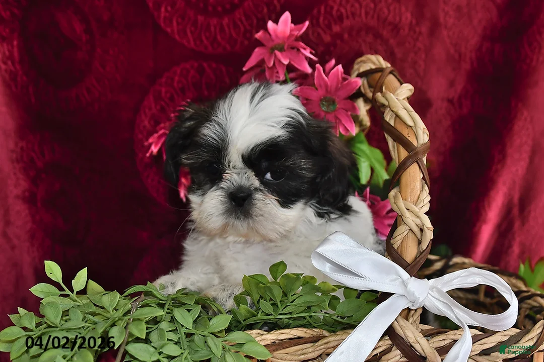 Shih Tzu dogs for sale: Arial - Ad 5