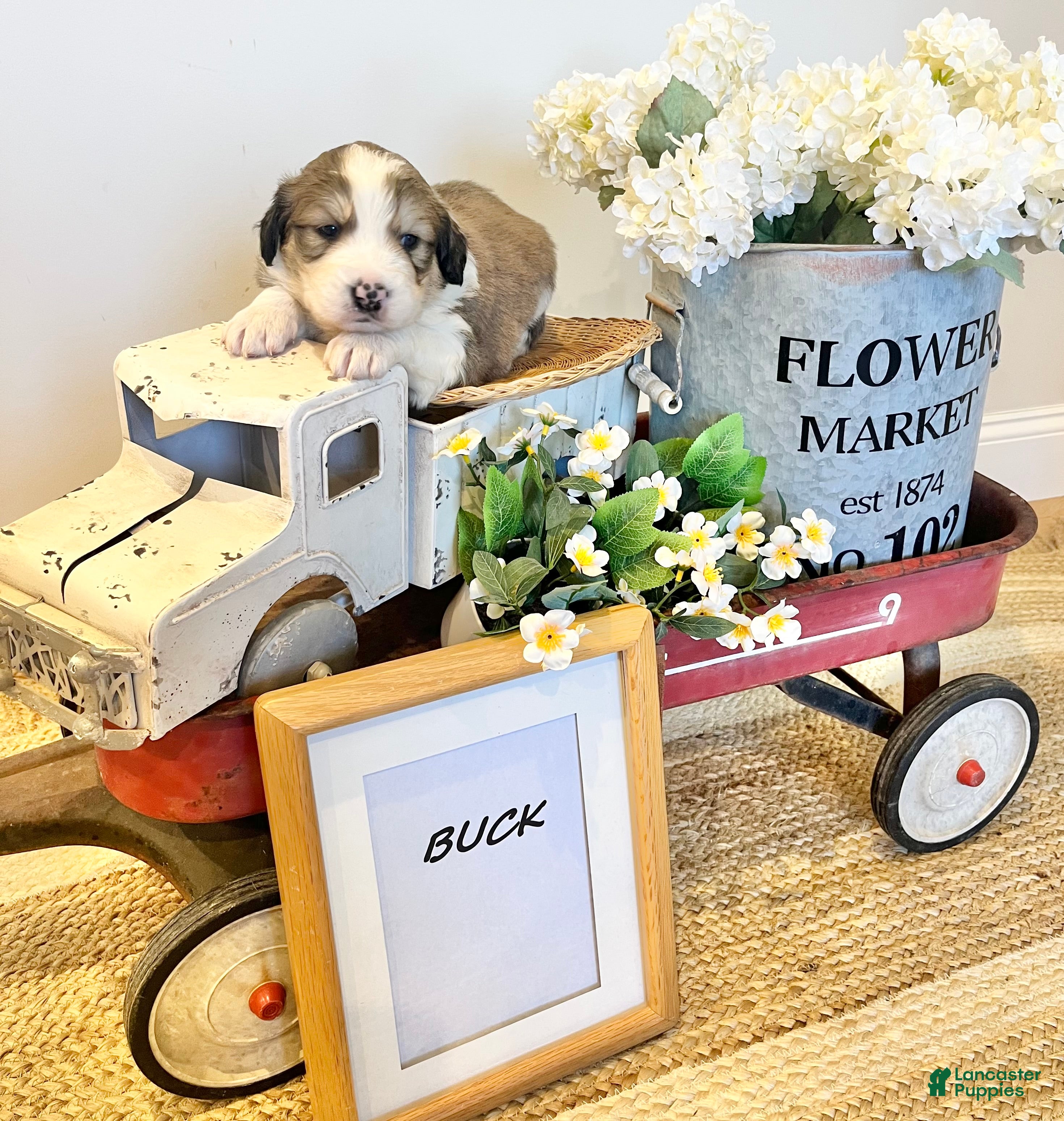 Mixed Breed dogs Buck  - Ad 20