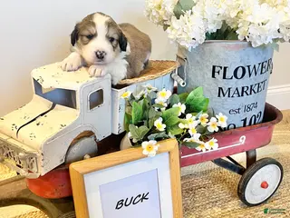Mixed Breed dogs Buck - Ad 7