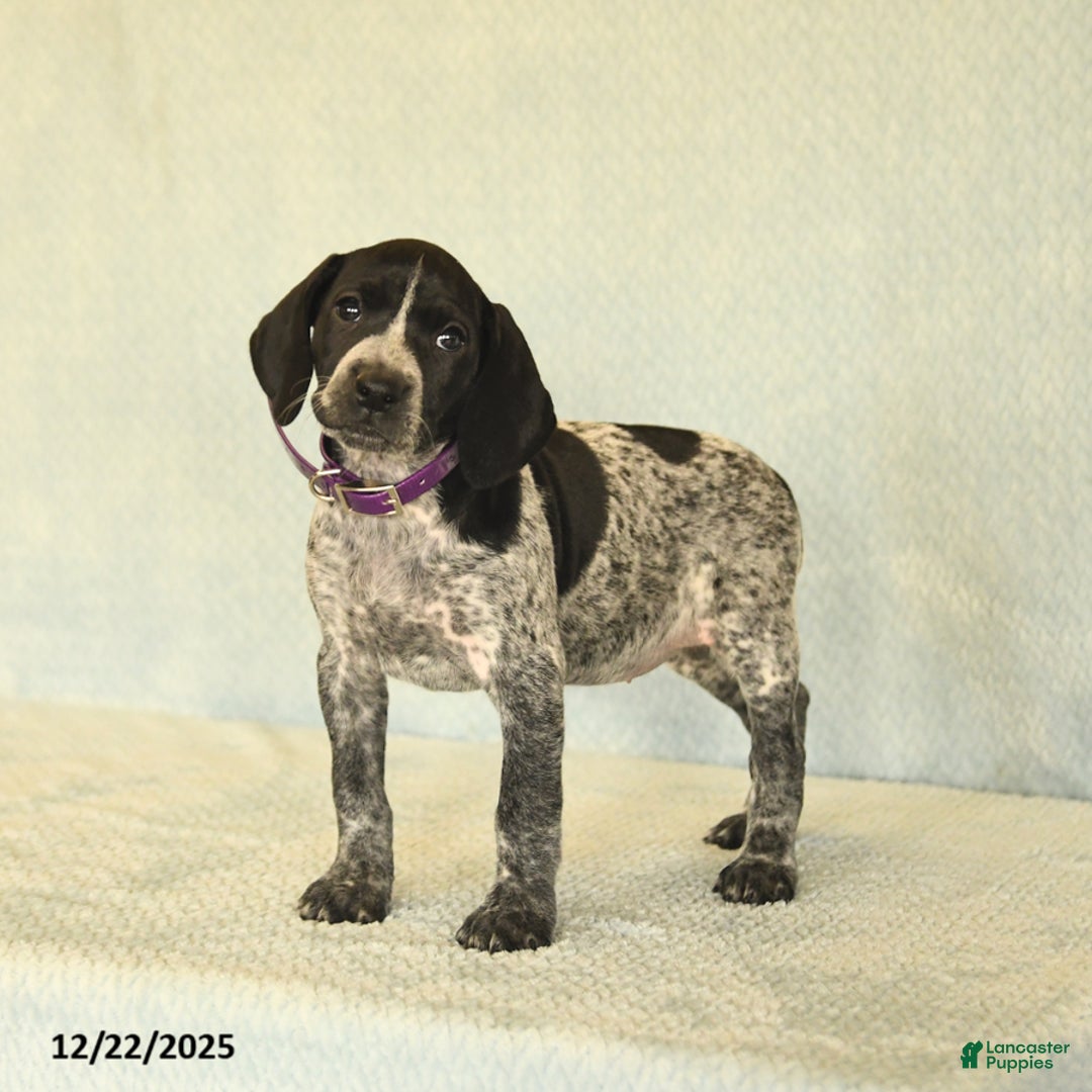 German Shorthaired Pointer dogs for sale: Tisha - Ad 4