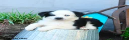 Miniature Australian Shepherd dogs for sale: Cptn Hook - Ad 4