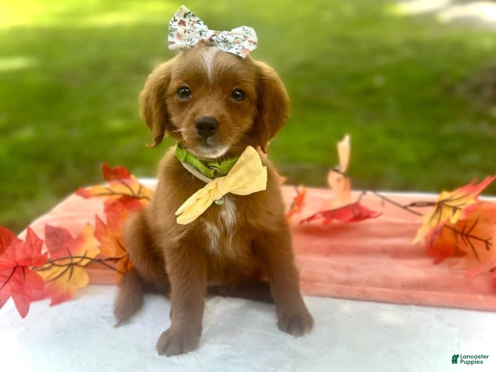 Mini Goldendoodle dogs Roxie - Ad 1