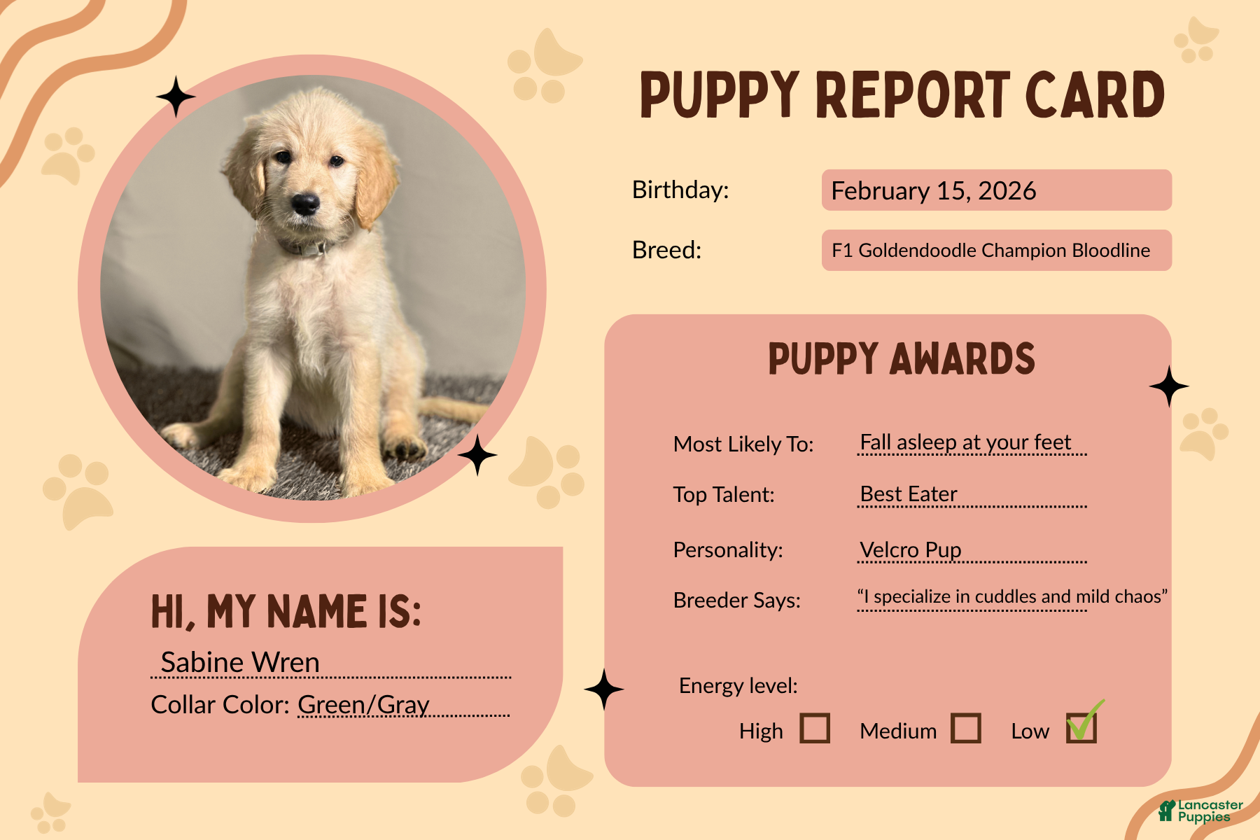 Goldendoodle dogs Sabine Wren - F1 Standard Goldendoodle - Ad 2