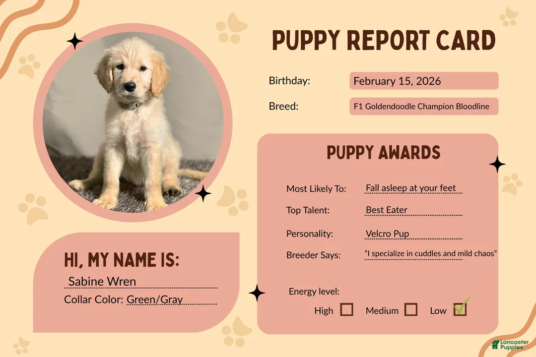 Goldendoodle dogs for sale: Sabine Wren - F1 Standard Goldendoodle - Ad 2