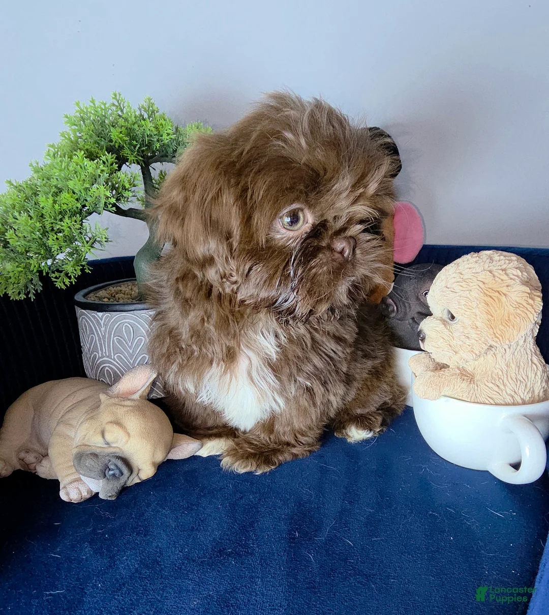 Shih Tzu dogs for sale: Shih Tzu lucas - Ad 2
