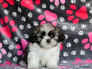 Shih Tzu dogs Moose Tracks - Ad 10