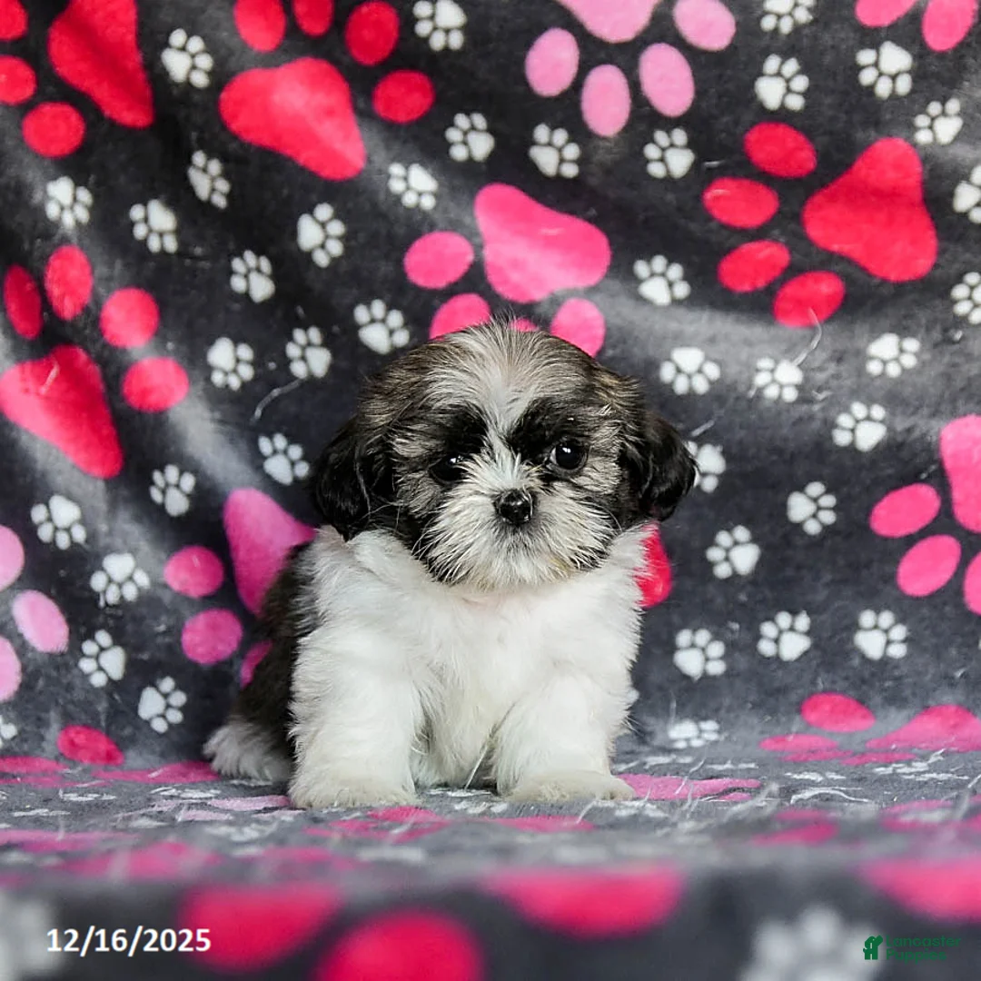 Shih Tzu dogs for sale: Moose Tracks - Ad 11