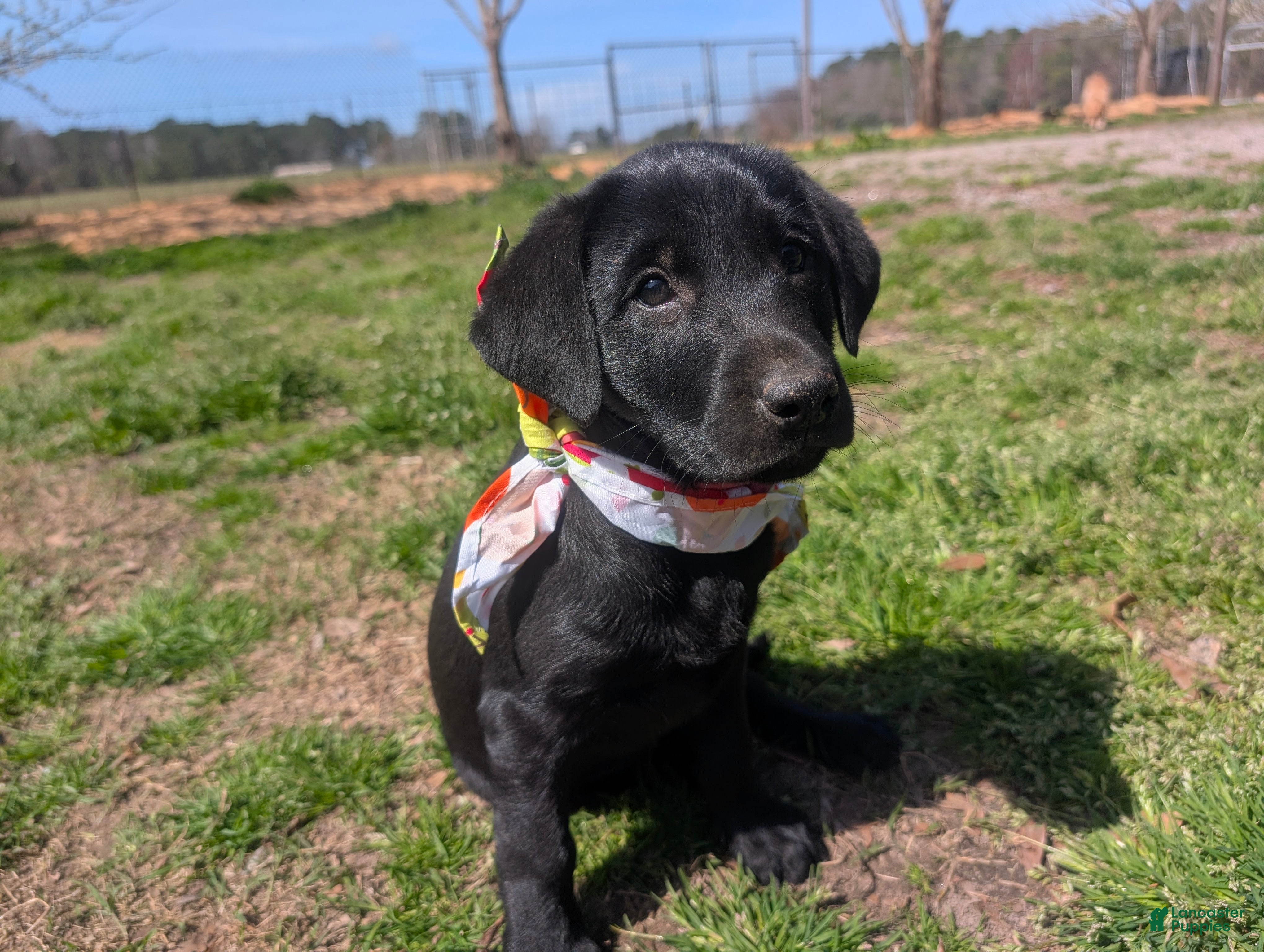 Labrador Retriever dogs Labrador Retriever Puppy 3 - Ad 18