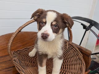 Mixed Breed dogs Sammy - Ad 31