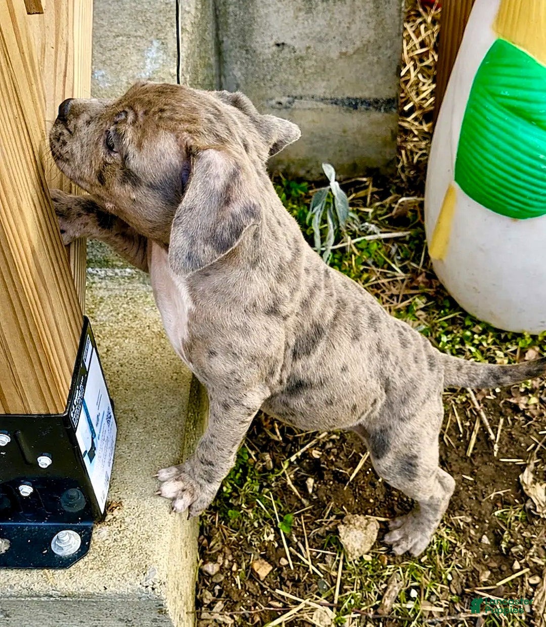 American Bully dogs for sale: "SNOOP DOGG" ~ BLUE MERLE - Ad 3