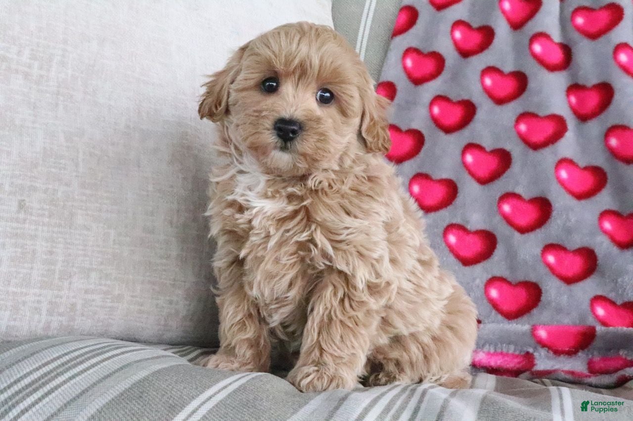 Shihpoo dogs for sale: Panzy - Ad 2