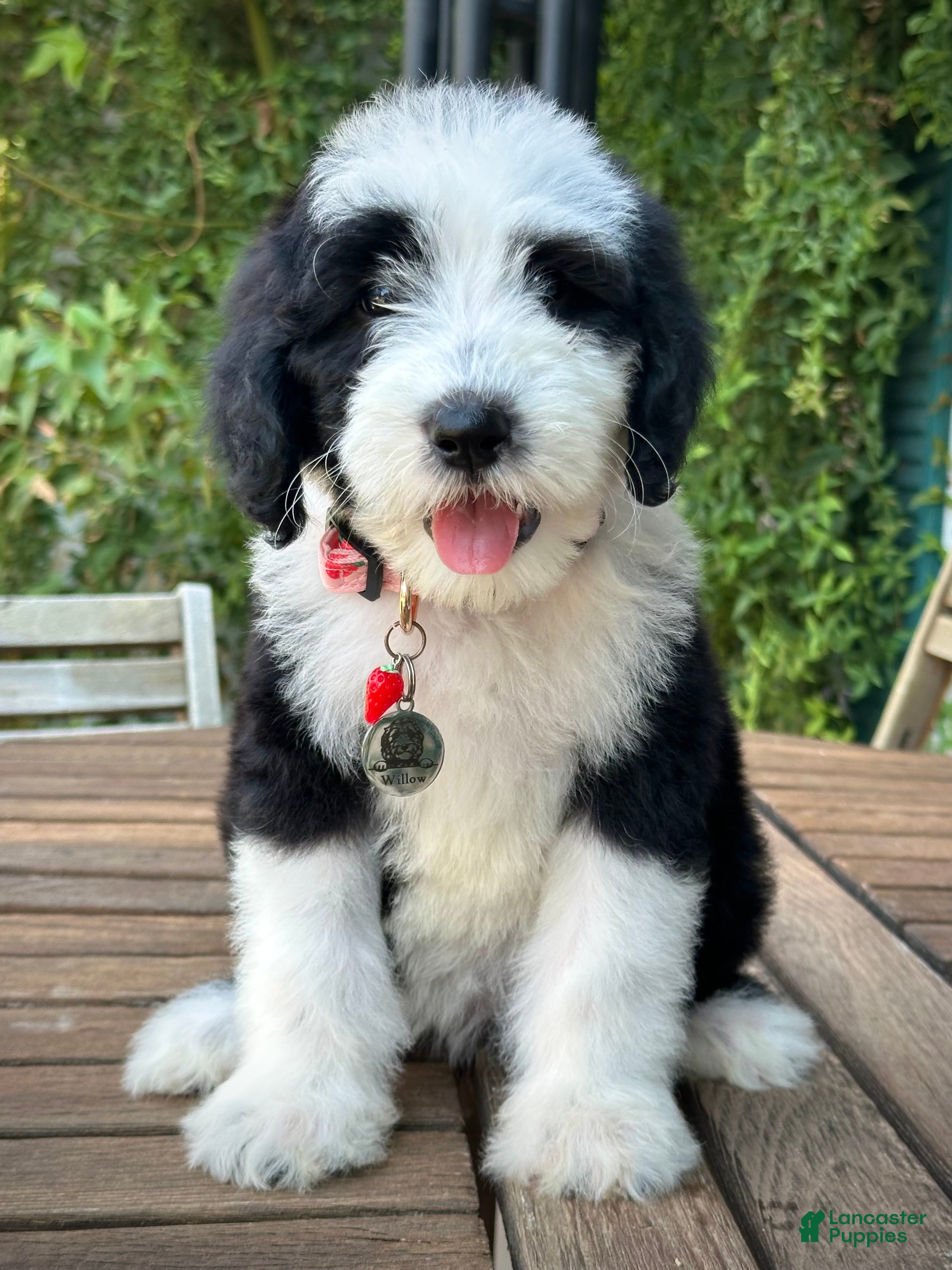 Animal Rescue New England Old English Sheepdog Rescue Red River